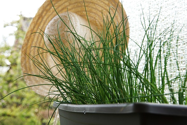 Cultiver herbe en pot