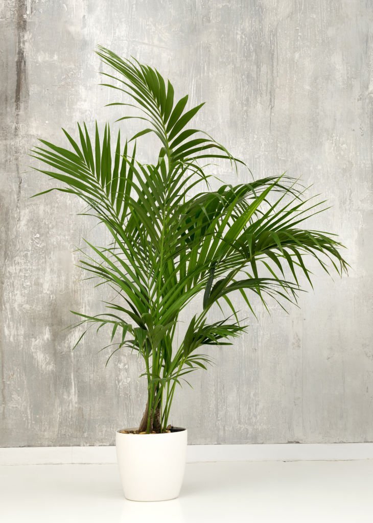 palmier Kentia