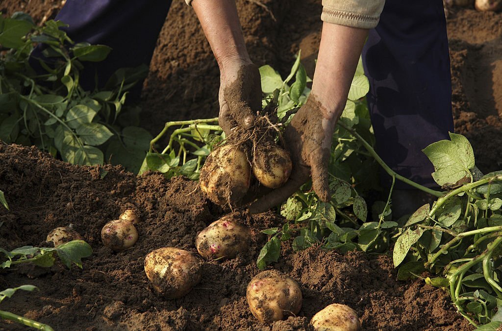 récolter les pommes de terre