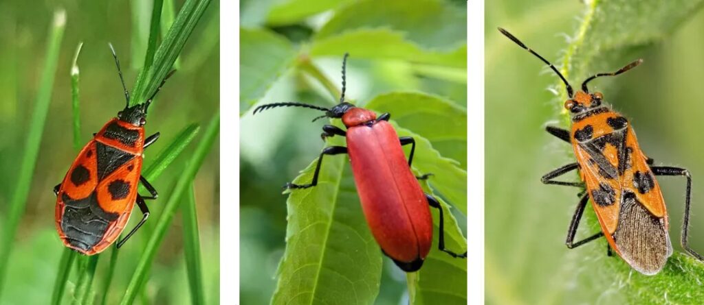 La couleur et le dessin permettent de distinguer la punaise de feu (à gauche) du scarabée de feu (au centre) et de la punaise de cannelle (à droite)