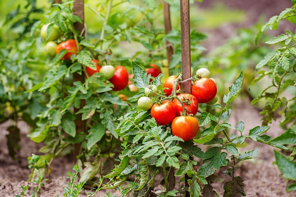 tomate jardin anti moustique